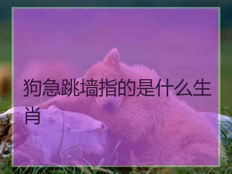 狗急跳墙指的是什么生肖