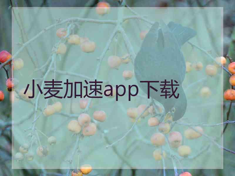 小麦加速app下载