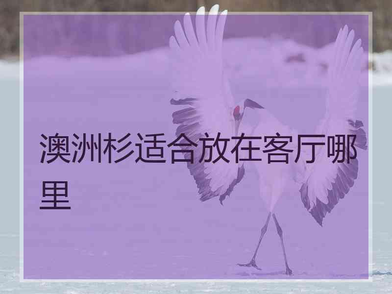 澳洲杉适合放在客厅哪里