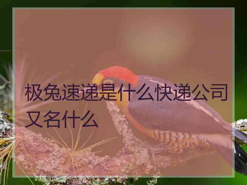 极兔速递是什么快递公司又名什么