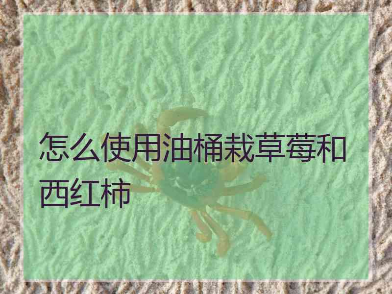 怎么使用油桶栽草莓和西红柿