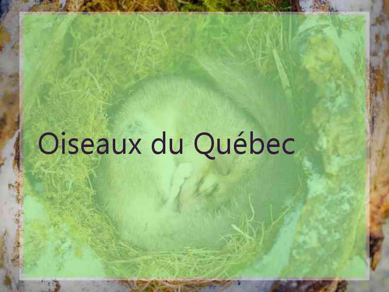 Oiseaux du Québec