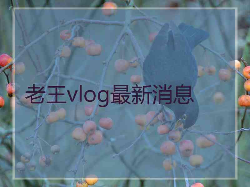 老王vlog最新消息